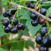 ヒメ日記 2025/07/23 08:00 投稿 恵-めぐみ【FG系列】 ほんとうの人妻 厚木店【FG系列】