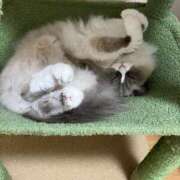 ヒメ日記 2025/07/26 02:10 投稿 恵-めぐみ【FG系列】 ほんとうの人妻 厚木店【FG系列】