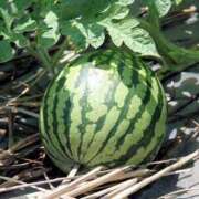 ヒメ日記 2025/07/27 08:00 投稿 恵-めぐみ【FG系列】 ほんとうの人妻 厚木店【FG系列】