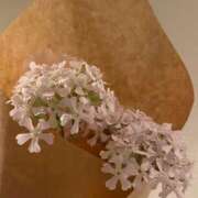 ヒメ日記 2026/03/06 19:49 投稿 鈴木　れみ Men's relaxation VEGA