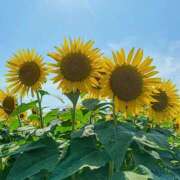 ヒメ日記 2025/07/26 21:42 投稿 杉本 さおり マーベリック横浜