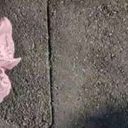 ヒメ日記 2025/12/10 18:03 投稿 しんか ぷよステーション大宮店