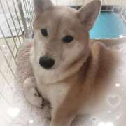 ヒメ日記 2025/10/01 18:01 投稿 小町 ちゃんこ本厚木店