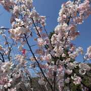 ヒメ日記 2026/03/27 08:04 投稿 ミホ ミセスClub