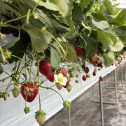 ヒメ日記 2026/04/30 08:46 投稿 ミホ ミセスClub