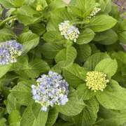 ヒメ日記 2025/07/09 16:30 投稿 ちえ 完熟ばなな川崎