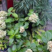 ヒメ日記 2025/08/12 11:06 投稿 ちえ 完熟ばなな川崎