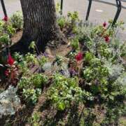 ヒメ日記 2025/09/25 11:07 投稿 ちえ 完熟ばなな川崎