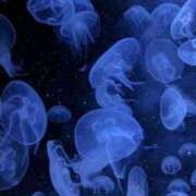 ヒメ日記 2025/09/06 23:56 投稿 麗夢（れむ） 熟女の風俗最終章　鶯谷店