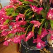 ヒメ日記 2025/11/17 07:18 投稿 初音 おふくろ