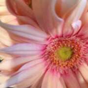 ヒメ日記 2025/11/29 08:47 投稿 初音 おふくろ