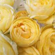 ヒメ日記 2025/11/30 09:24 投稿 初音 おふくろ