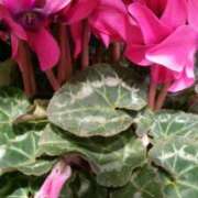 ヒメ日記 2025/12/05 08:56 投稿 初音 おふくろ