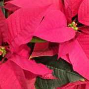 ヒメ日記 2025/12/12 00:31 投稿 初音 おふくろ