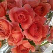 ヒメ日記 2025/12/15 01:12 投稿 初音 おふくろ