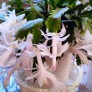 ヒメ日記 2025/12/18 10:15 投稿 初音 おふくろ