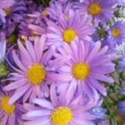 ヒメ日記 2025/12/21 23:50 投稿 初音 おふくろ