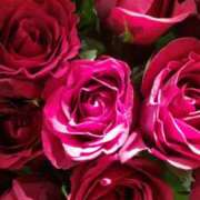 ヒメ日記 2025/12/24 11:42 投稿 初音 おふくろ