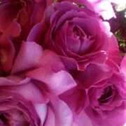 ヒメ日記 2026/01/03 23:15 投稿 初音 おふくろ