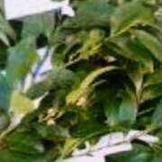 ヒメ日記 2026/01/14 00:25 投稿 初音 おふくろ