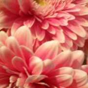 ヒメ日記 2026/01/15 09:54 投稿 初音 おふくろ