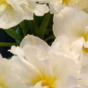 ヒメ日記 2026/01/21 09:52 投稿 初音 おふくろ