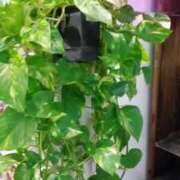 ヒメ日記 2026/01/27 09:28 投稿 初音 おふくろ