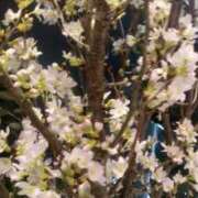 ヒメ日記 2026/01/28 23:45 投稿 初音 おふくろ