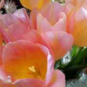 ヒメ日記 2026/02/18 23:43 投稿 初音 おふくろ