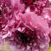 ヒメ日記 2026/02/21 10:06 投稿 初音 おふくろ