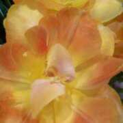 ヒメ日記 2026/02/22 12:08 投稿 初音 おふくろ