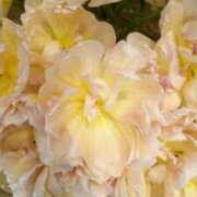 ヒメ日記 2026/03/01 09:56 投稿 初音 おふくろ