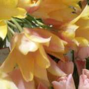 ヒメ日記 2026/03/05 10:03 投稿 初音 おふくろ