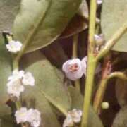 ヒメ日記 2026/03/12 09:50 投稿 初音 おふくろ