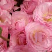 ヒメ日記 2026/03/20 00:01 投稿 初音 おふくろ