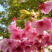 ヒメ日記 2026/03/23 23:26 投稿 初音 おふくろ