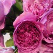 ヒメ日記 2026/04/06 11:04 投稿 初音 おふくろ