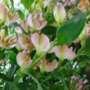 ヒメ日記 2026/04/12 10:15 投稿 初音 おふくろ