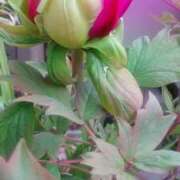 ヒメ日記 2026/04/16 10:16 投稿 初音 おふくろ