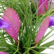 ヒメ日記 2026/04/18 00:27 投稿 初音 おふくろ