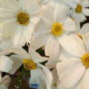 ヒメ日記 2025/11/21 00:17 投稿 みく ぐらんまま