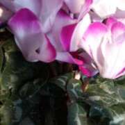 ヒメ日記 2025/12/10 09:10 投稿 みく ぐらんまま