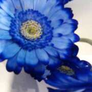 ヒメ日記 2025/12/15 08:53 投稿 みく ぐらんまま