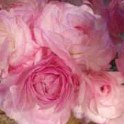 ヒメ日記 2025/12/22 01:05 投稿 みく ぐらんまま