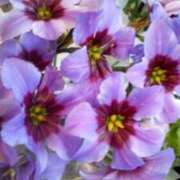 ヒメ日記 2025/12/31 00:35 投稿 みく ぐらんまま