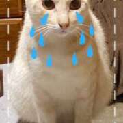 ヒメ日記 2025/08/10 05:25 投稿 じゅじゅ 栃木小山ちゃんこ