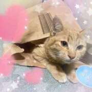 ヒメ日記 2025/08/14 22:02 投稿 じゅじゅ 栃木小山ちゃんこ