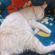 じゅじゅ 眠り姫 栃木小山ちゃんこ