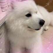 くらら くららです！💙 池袋あられ