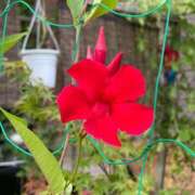 涼原ゆい こんばんは 五十路マダム 浜松店(カサブランカグループ)